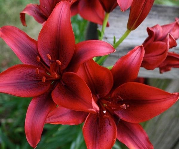 Лілії та лілейники