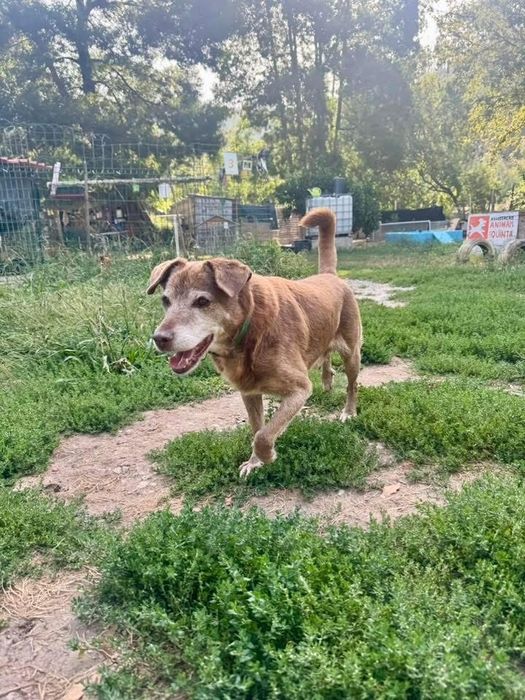 Senior muito meigo e limpo