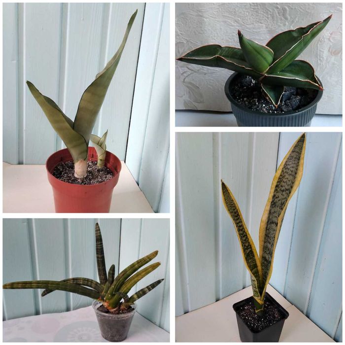 Сансевиерия Муншайн Голден флейм Лауренти Бонселенсис Самурай