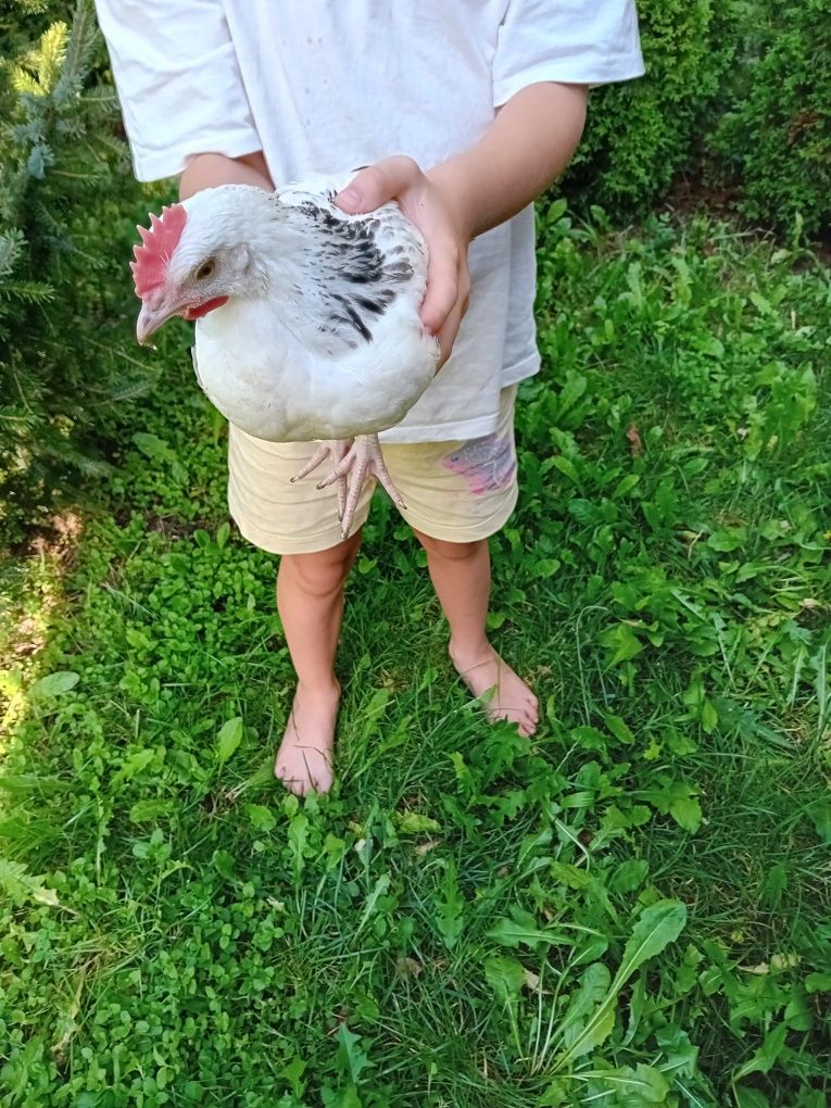 Jajka jaja jaja naturalne jajka jaja naturalne jajka ekologiczne