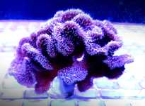 Akwarium morskie - Pavona decussata