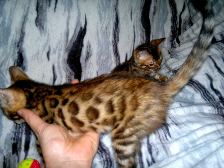 Якісні породні бенгальчики з документами клубу