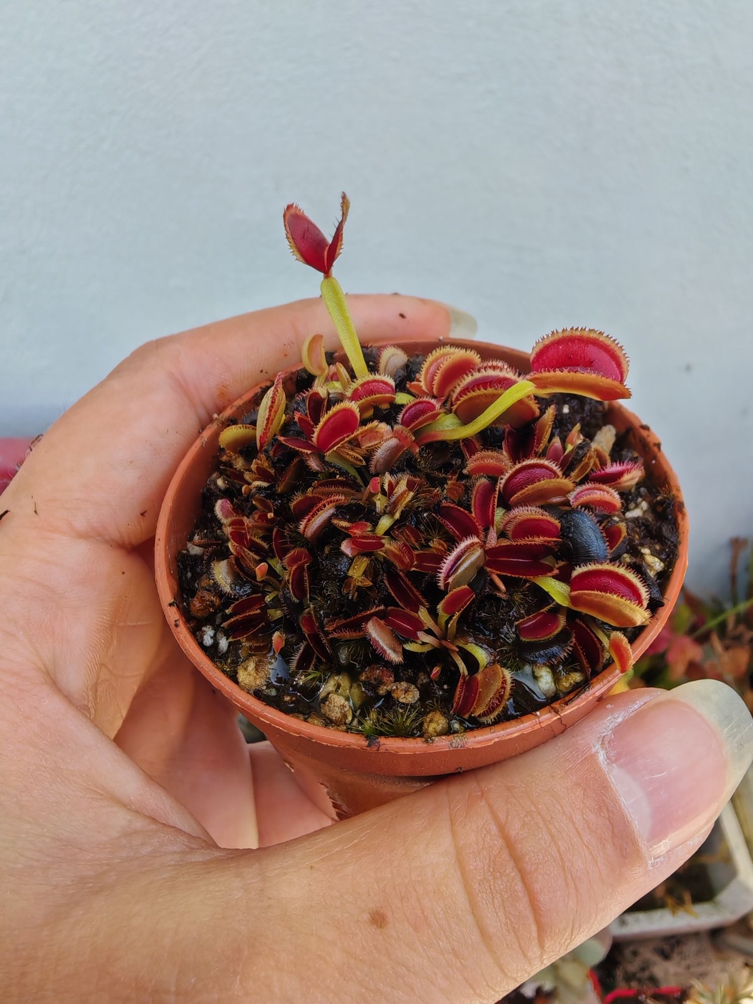 Plantas carnívoras