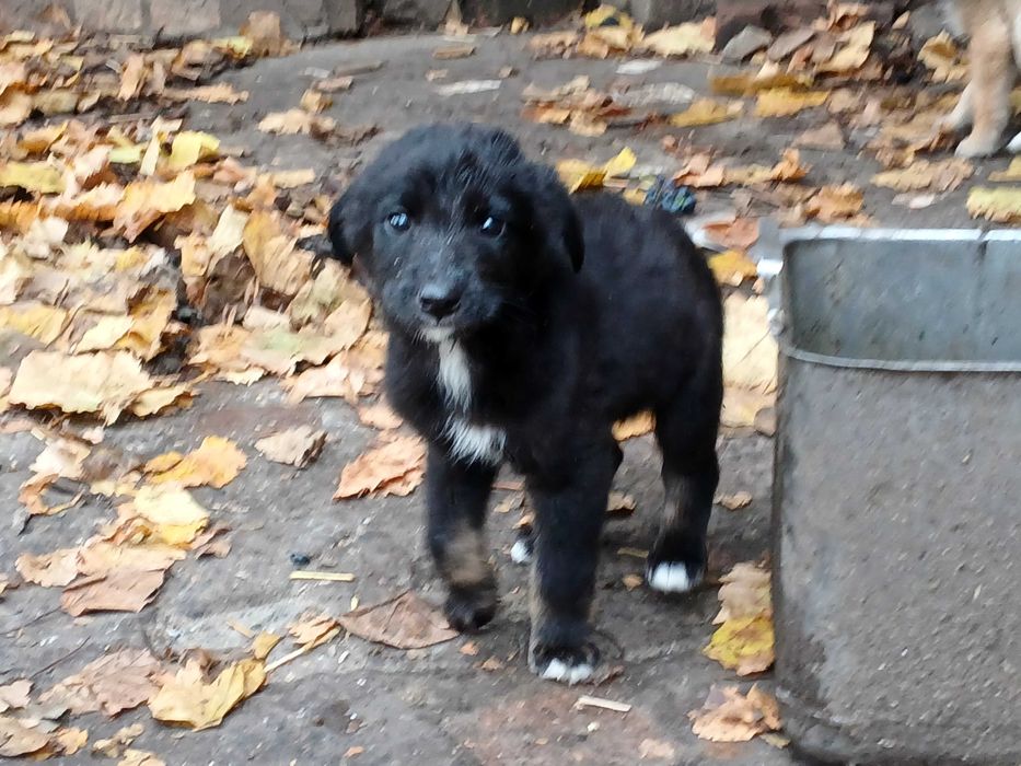 щенки в хорошие руки