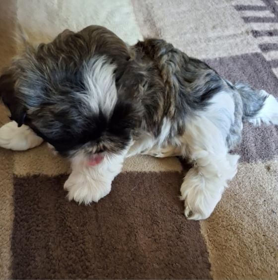 Szczeniak Shih tzu