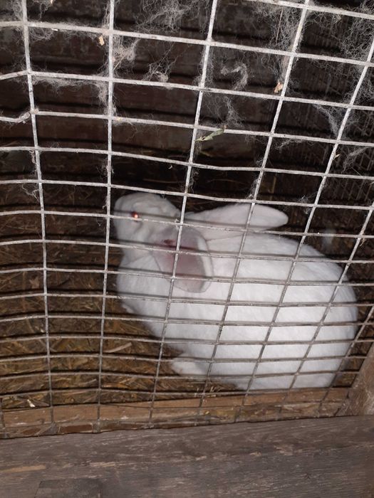 Продам Кролики 180 гр за кг всі питання по телефону