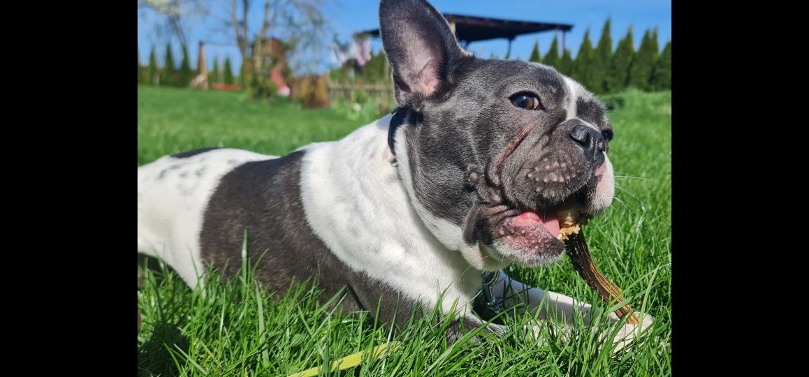 Naturalny gryzak z poroża dla psa