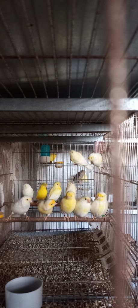 Canários amarelo intenso
