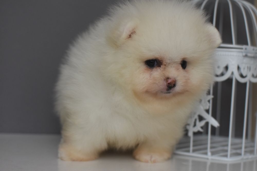 Чудові Хлопці померанці