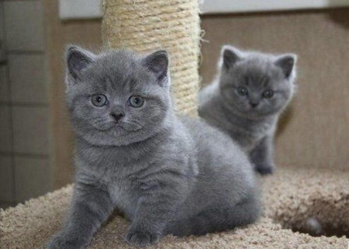 Котята шотландцы