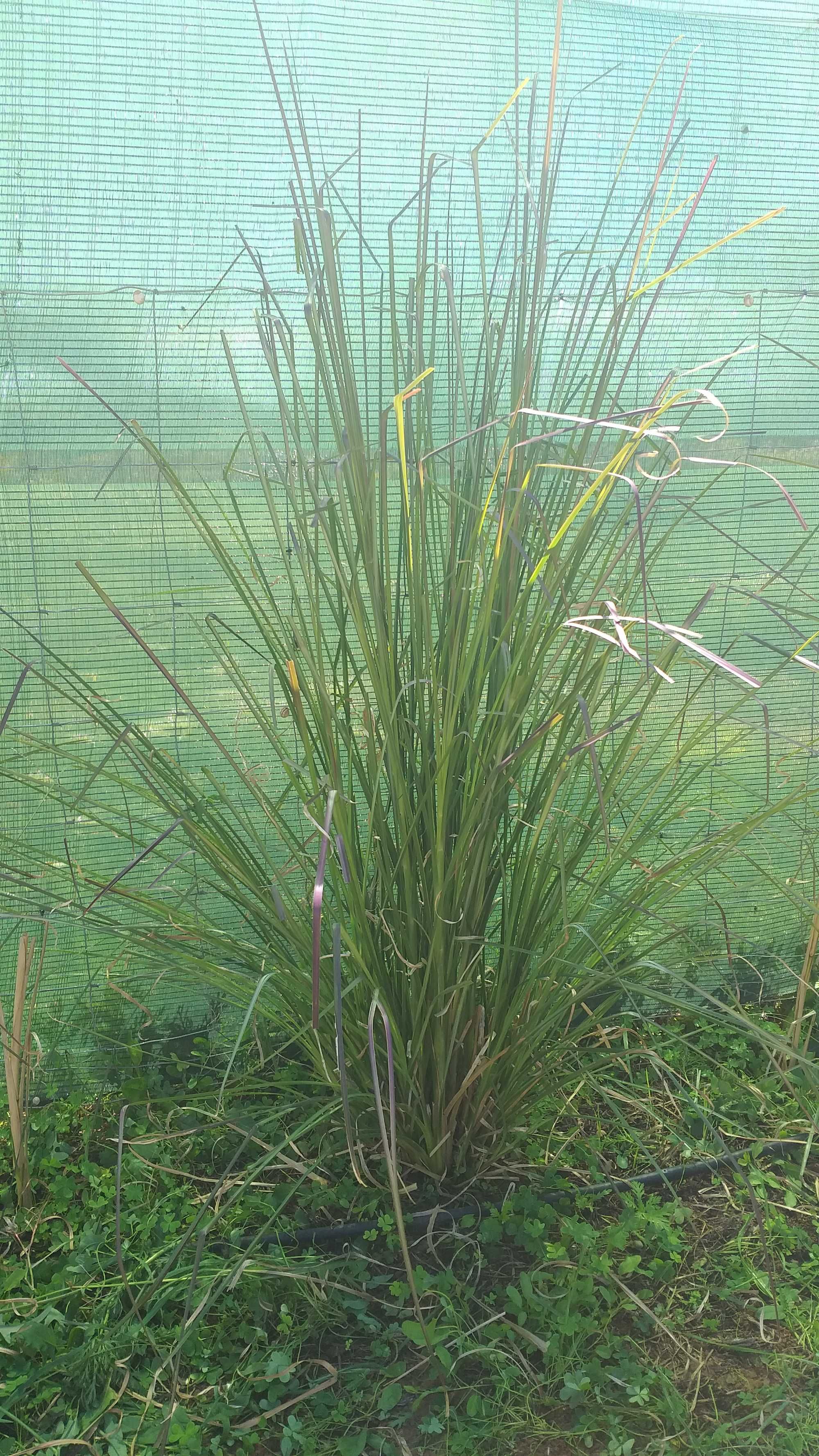 100 Mudas de Vetiver (desde 1 € a partir de 500 ud.))