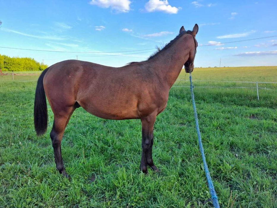 Wałach małopolski- możliwy tarant