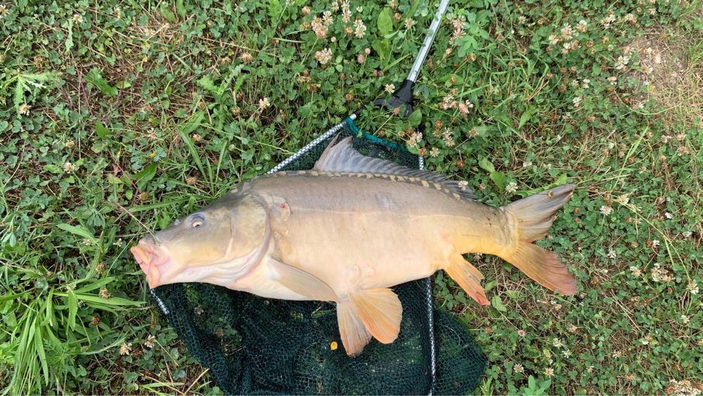 Відпочинкова база, платна риболовля, довгострокова оренда бізнесу