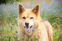 Gizela- beżowa psia dama do adopcji !