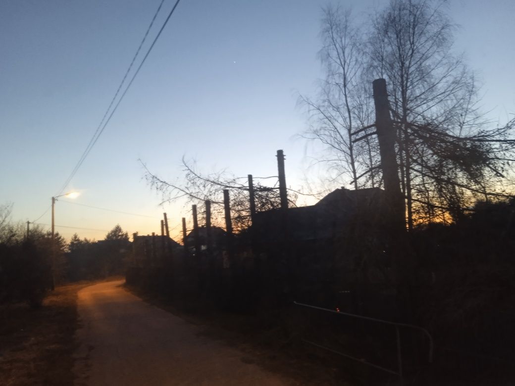 Drzewo olcha sosna topola brzoza Buk