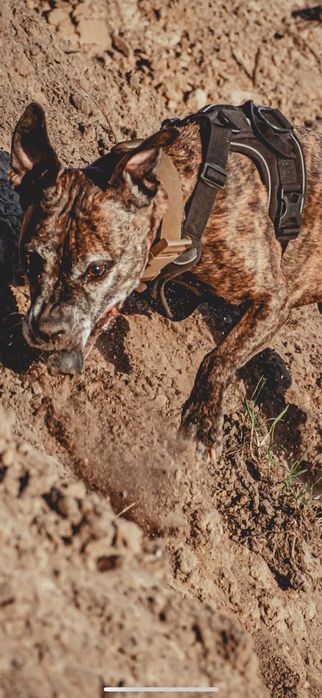 Szelki dla psa Hurtta Weekend Warrior