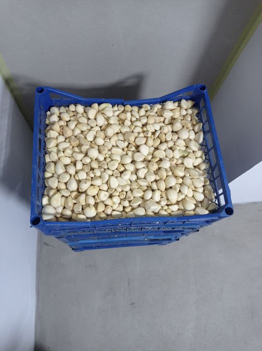 Часник очищений, сорт Любаша, 100 грн/кг