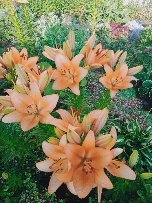 Чудові лілії з власної клумби,2-3 річні