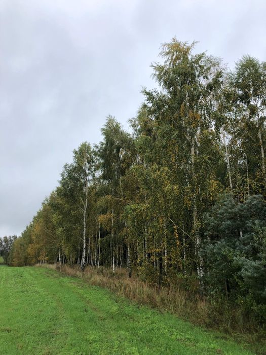 Sprzedam las 19,80 ha