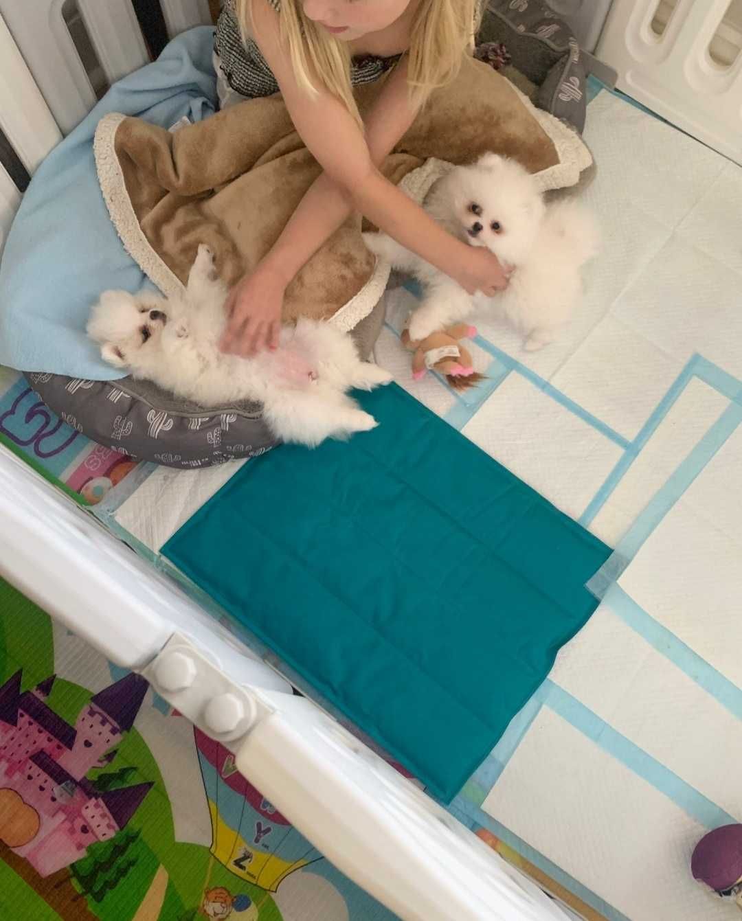 Szpic Miniaturowy Biały Pomeranian