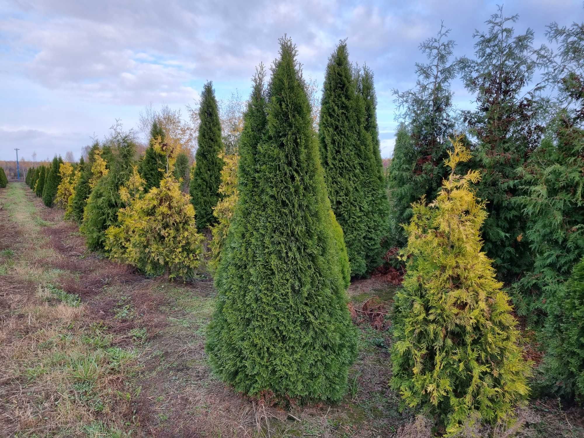 Tuja szmaragd 2,2-2,5 m, szerokie, żywotnik zachodni ,,smaragd", Thuja