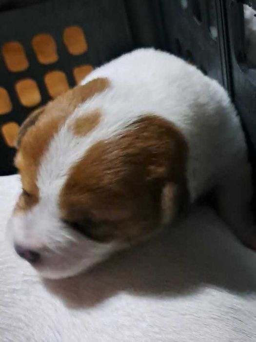 Vendo Jack russel Terrier com Pedigree Macho