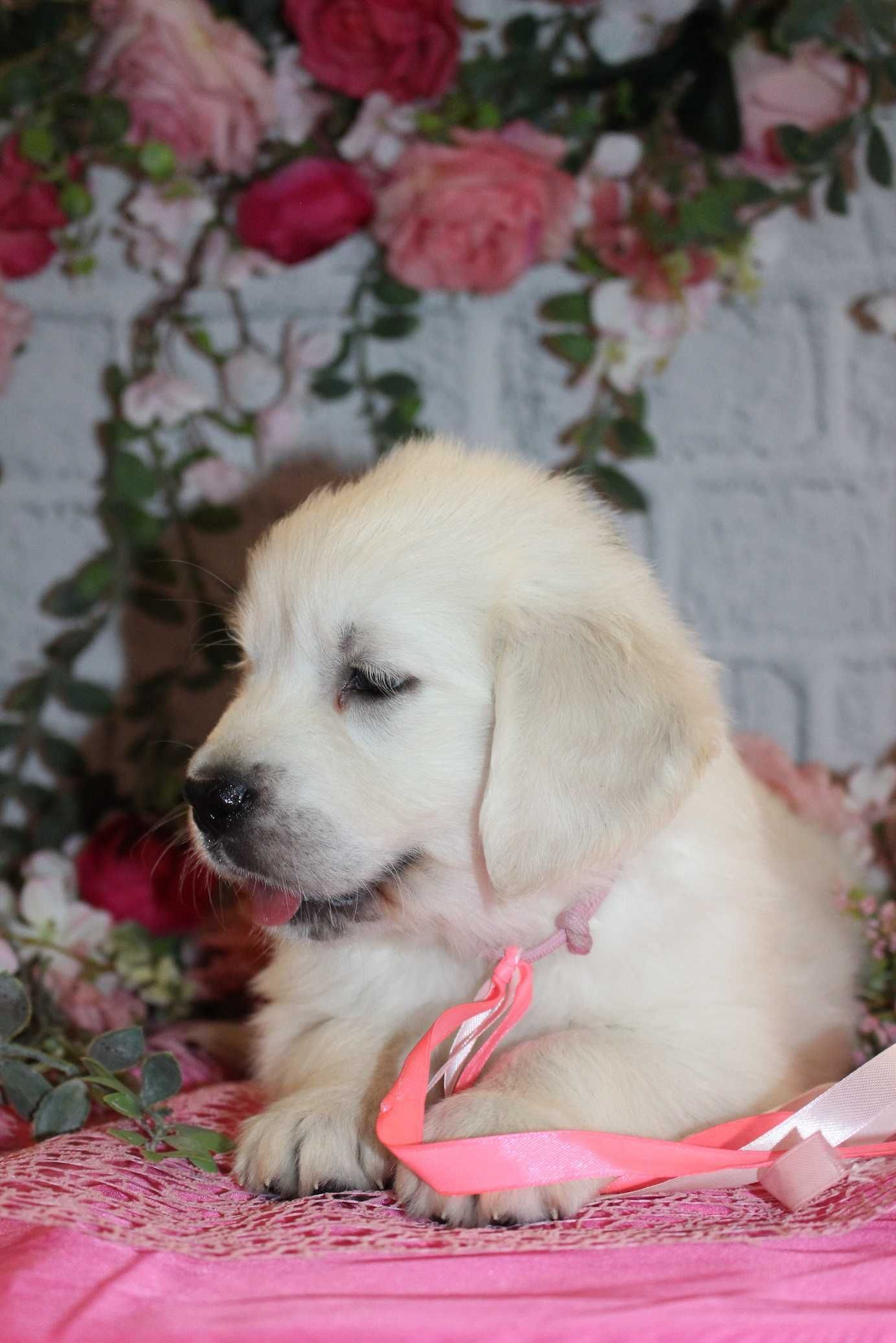 Piesek rasy Golden retriever FCI ZKwP