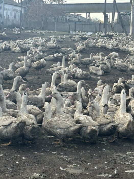 Продаж качка Мулард молода 3 місяці