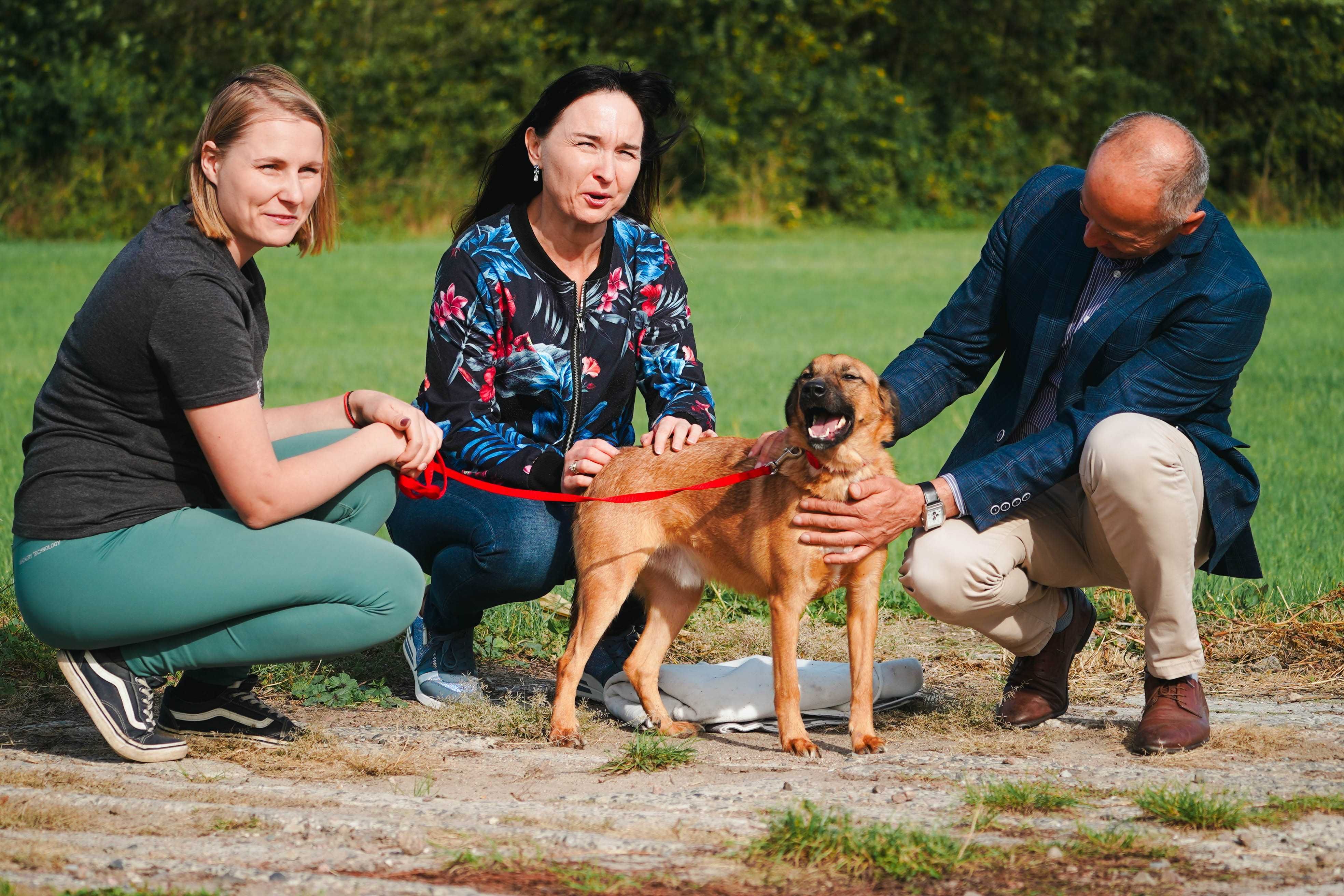 Reksio - uroczy , niewielki kundelek szuka domu
