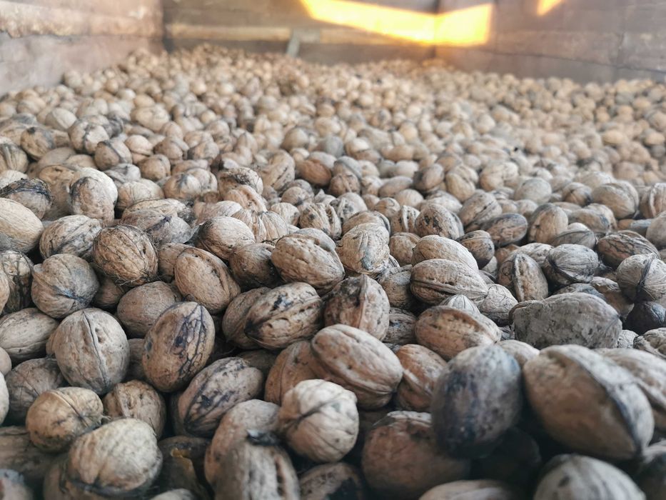 Orzechy włoskie ekogiczne