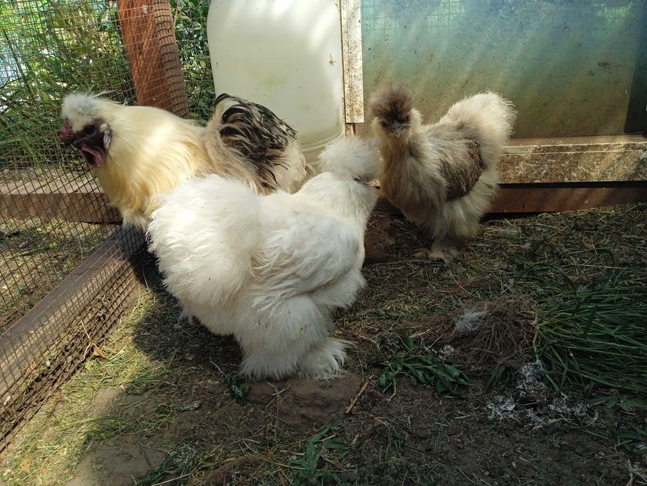 Silki, kochin miniaturowy, Białoczub jaja lęgowe