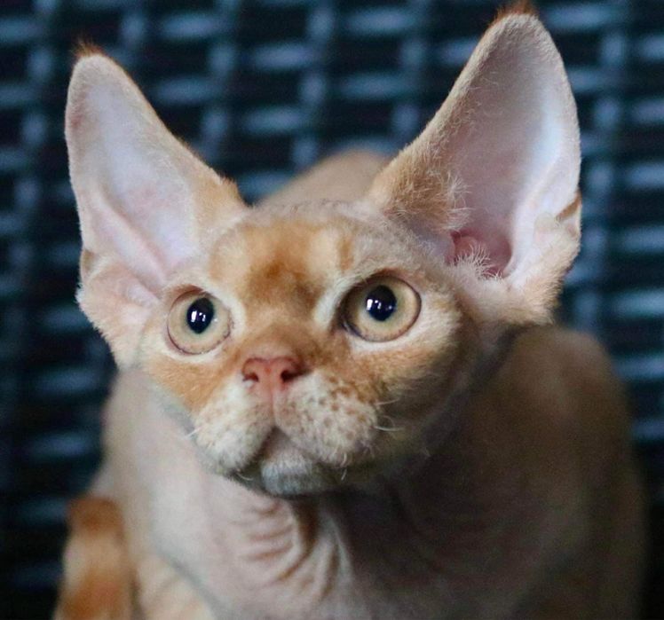 Молодий кіт породи девон рекс