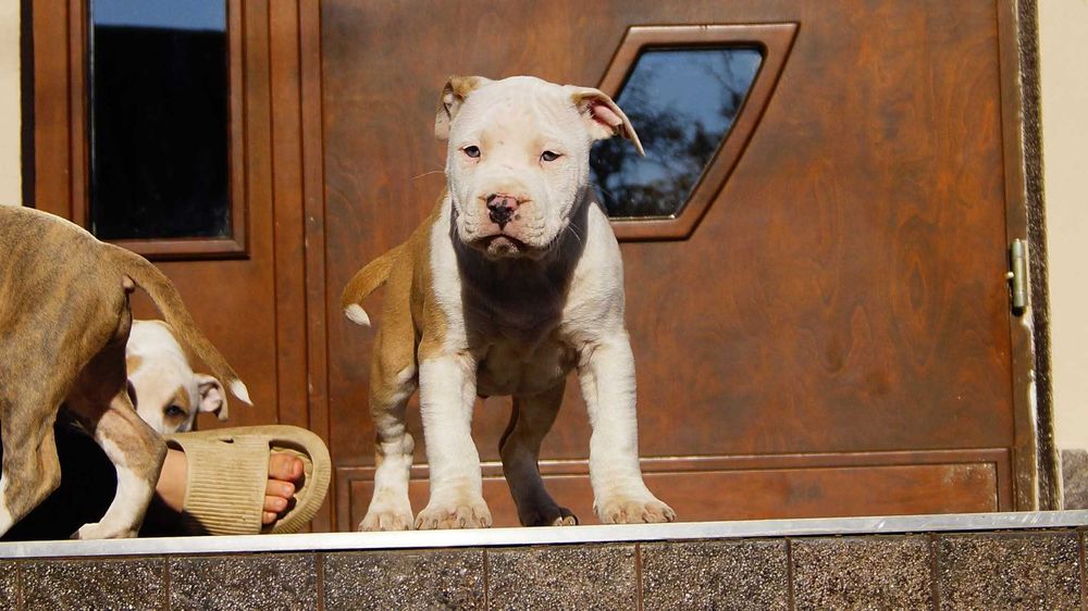 Lexus, szczeniak Amstaff, białogłowy samiec z rodowodem, cudo