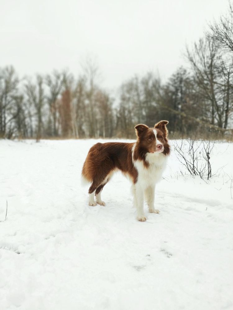 Бордер Колли Шоколадно білий!