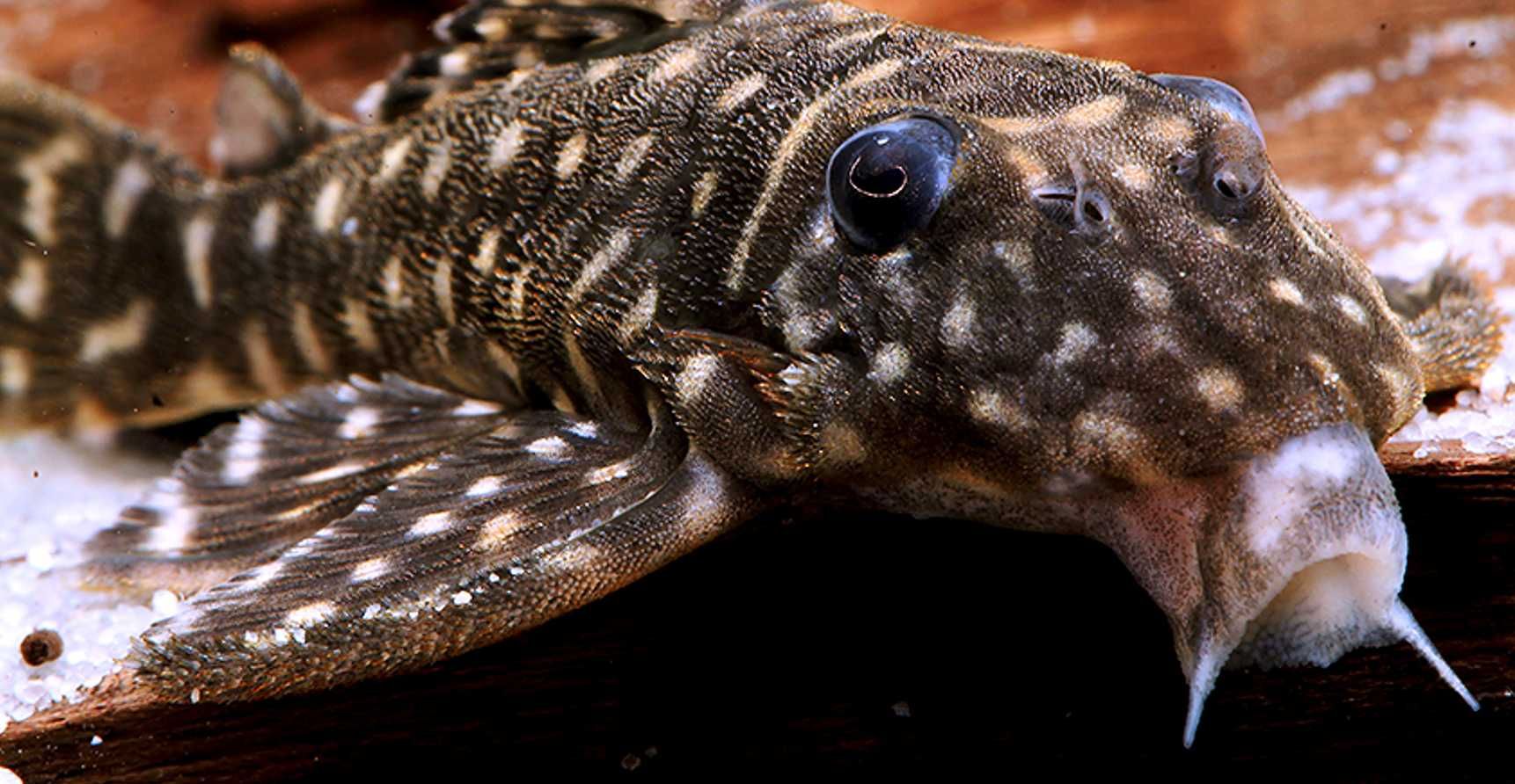 Glonojad L129 - Hypancistrus debilittera - ODŁÓW - WF - dowóz, wysyłka