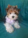Biewer Yorkshire terrier suczka york