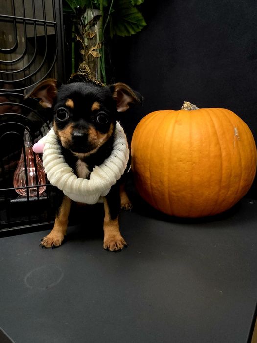 Chihuahua sunieczka 2xszczepienia legowisko iwyprawka