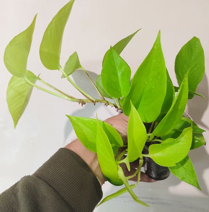 Продам сциндапсус Неон і Хеппі лів