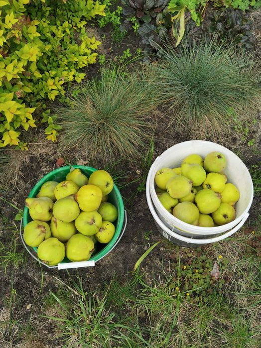 Pigwa gruszkowa świeże owoce ekologiczne z Wielkopolski, NIE PIGWOWIEC