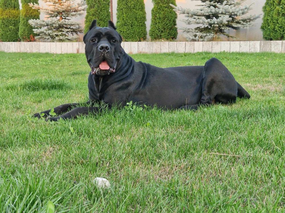 Sprzedam Cane Corso