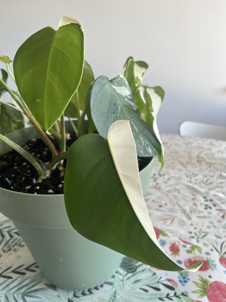 Monstera Variegata
