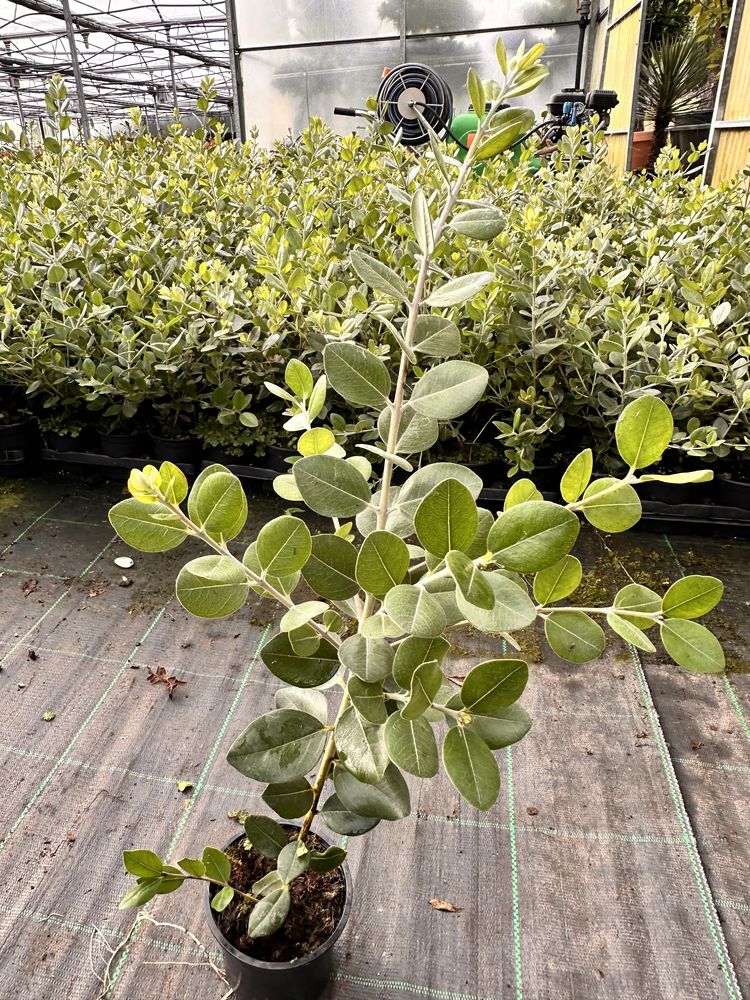Metrosideros Excelsa 50/100/150/200cm