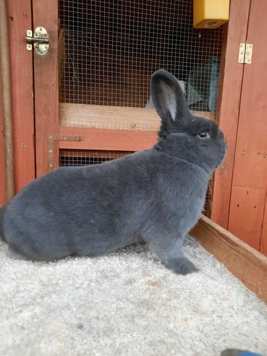 Samiec z rodowodem wiedenskie niebieski WN dorosły 95 punktów