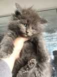 Maine Coon Cudny kocurek Alvaro .