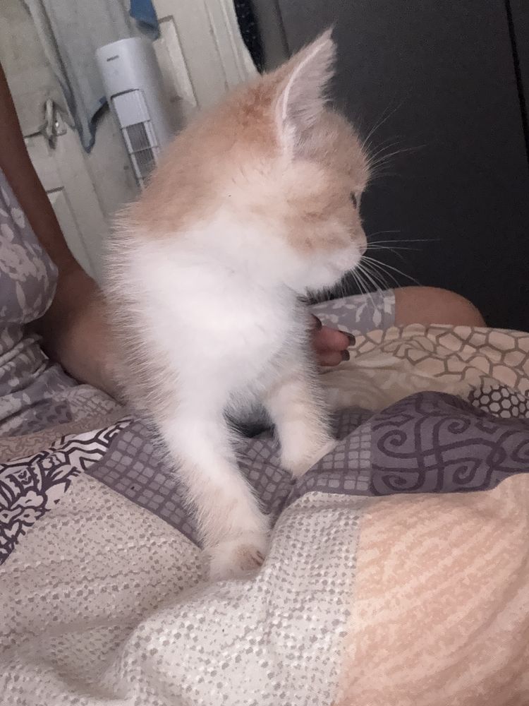 Котик хлопчик 1,5 місяці