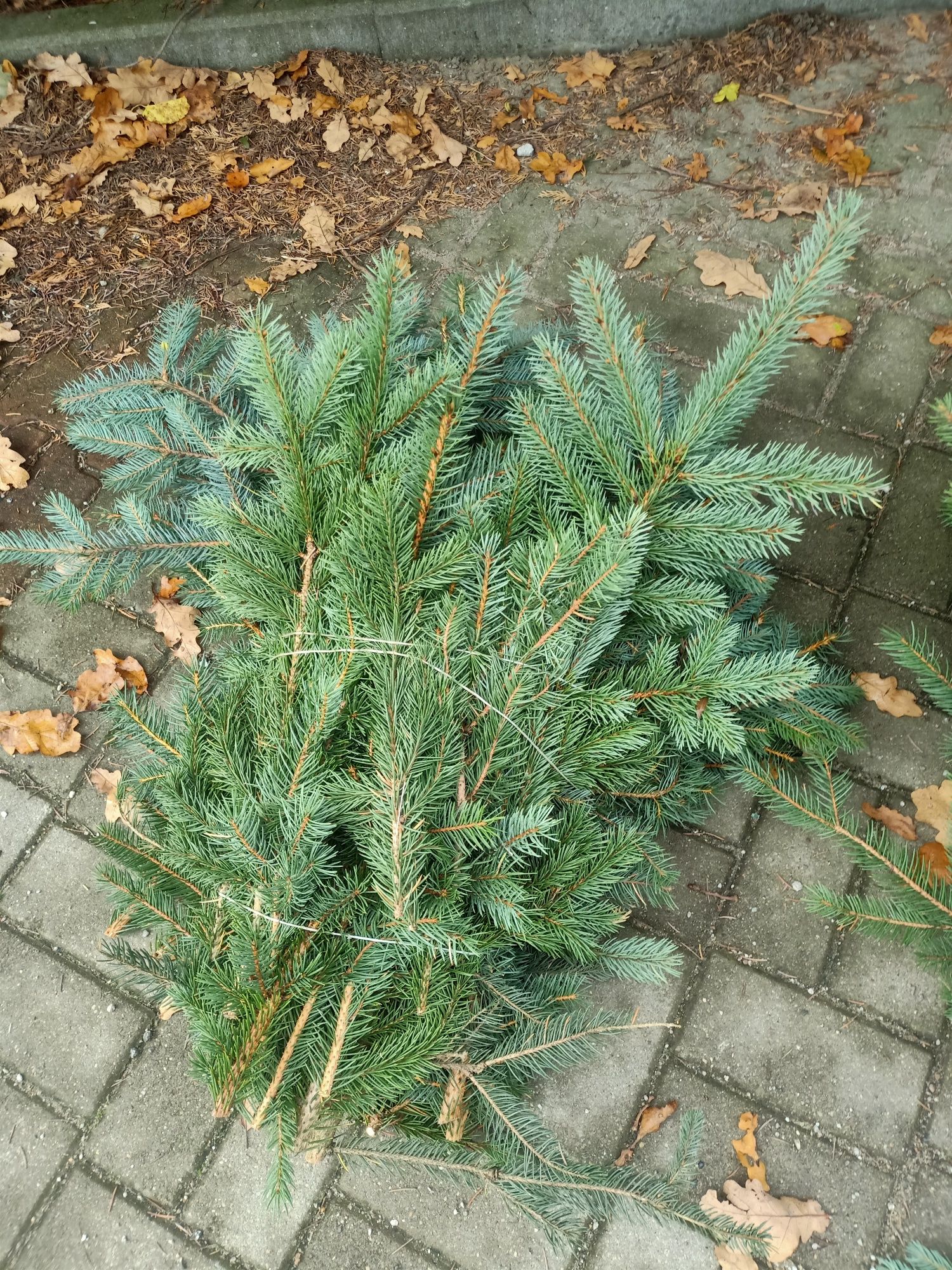 Wieńce,stroiki, gałęzie świerka srebrnego, zielonego magestic,daglezji