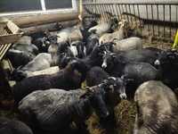 Owce wrzosówki 3 miesięczne