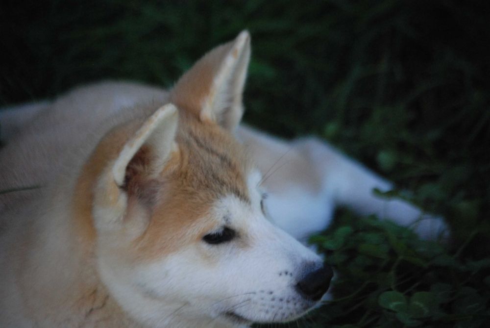 Akita Inu Hodowla Yasashi Inu