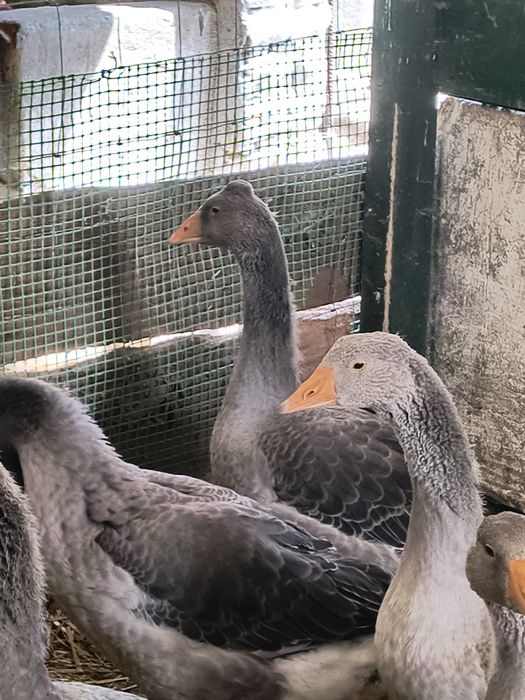 4 Samce Gęsi rasy landes szare