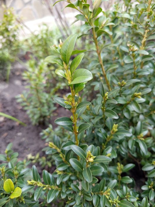 Кущі самшит бузок жасмін